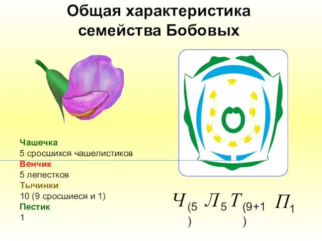 Общая характеристика семейства Бобовых Чашечка 5 сросшихся чашелистиков Венчик 5