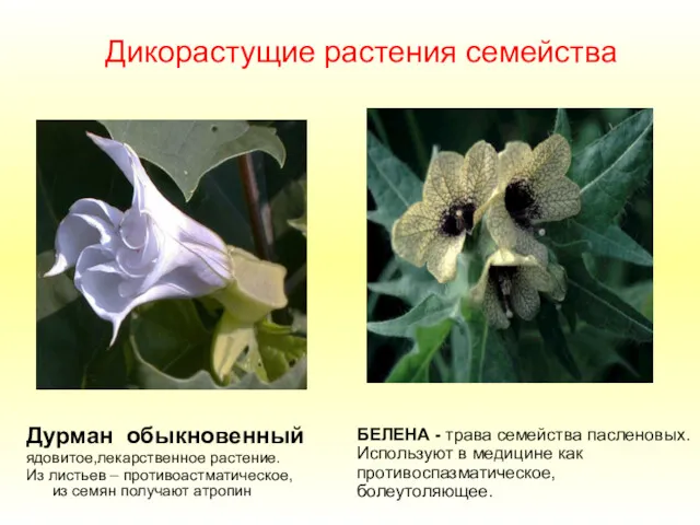 Дикорастущие растения семейства Дурман обыкновенный ядовитое,лекарственное растение. Из листьев –