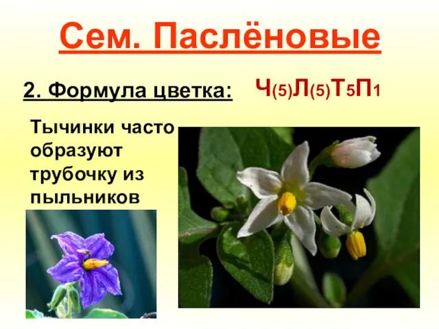 Сем. Паслёновые 2. Формула цветка: Ч(5)Л(5)Т5П1 Тычинки часто образуют трубочку из пыльников