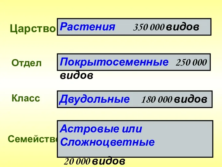 Царство Отдел Класс Семейство Растения 350 000 видов Покрытосеменные 250