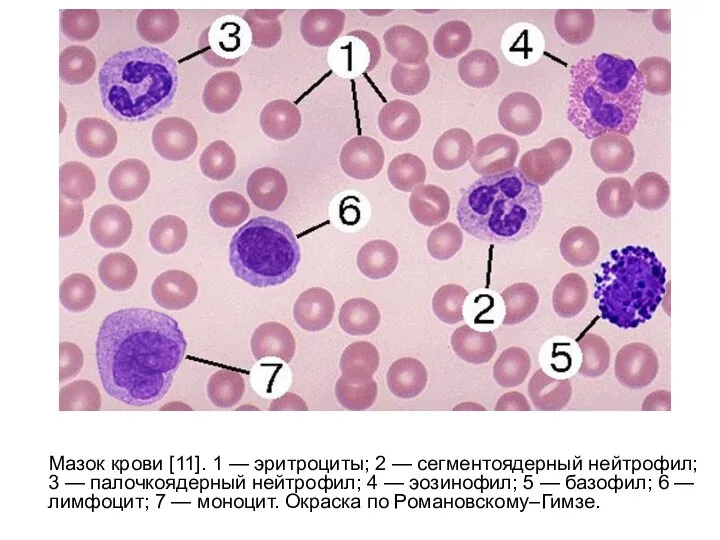 Мазок крови [11]. 1 — эритроциты; 2 — сегментоядерный нейтрофил;