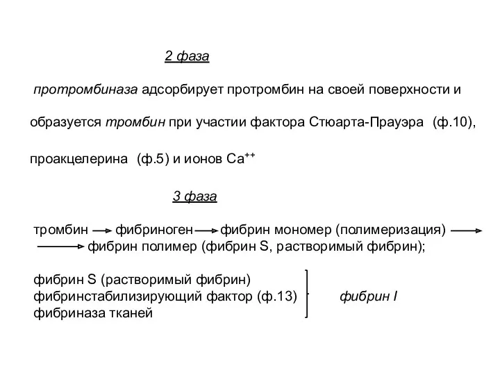 2 фаза протромбиназа адсорбирует протромбин на своей поверхности и образуется