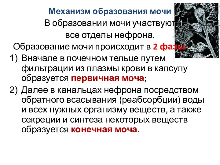 Механизм образования мочи В образовании мочи участвуют все отделы нефрона.