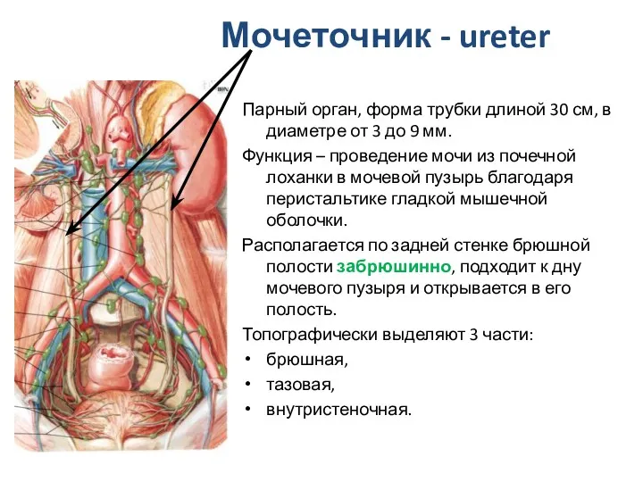 Мочеточник - ureter Парный орган, форма трубки длиной 30 см, в диаметре от