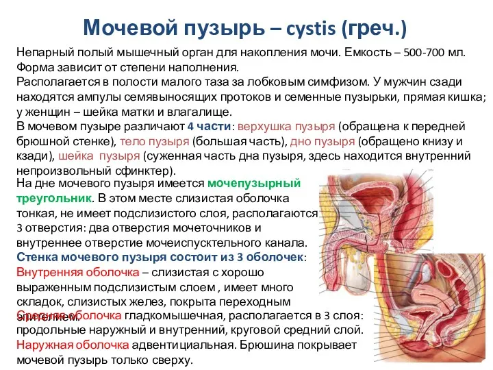 Мочевой пузырь – cystis (греч.) Непарный полый мышечный орган для накопления мочи. Емкость