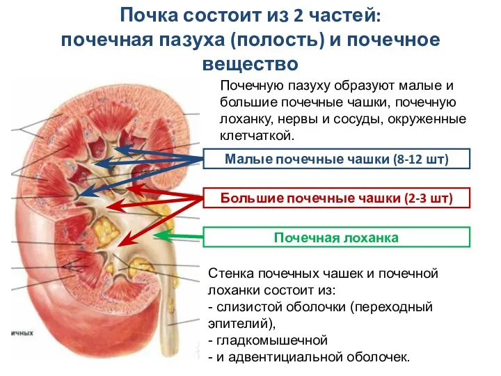Почка состоит из 2 частей: почечная пазуха (полость) и почечное вещество Почечную пазуху