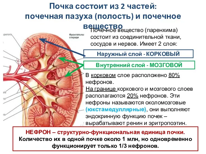 Почка состоит из 2 частей: почечная пазуха (полость) и почечное