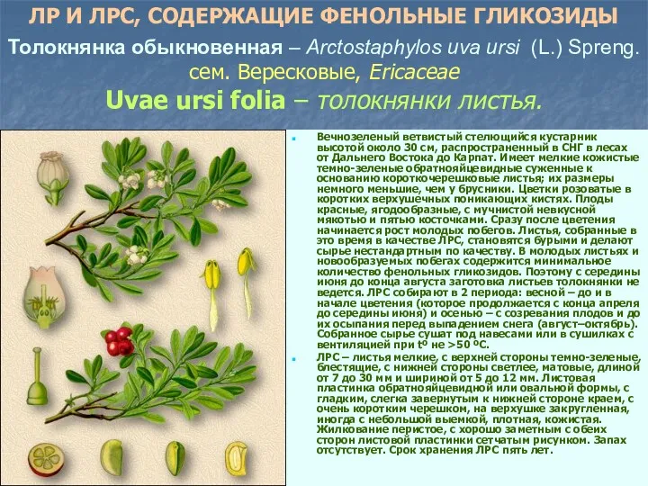 Толокнянка обыкновенная – Arctostaphylos uva ursi (L.) Spreng. сем. Вересковые,