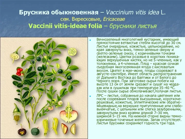 Брусника обыкновенная – Vaccinium vitis idea L. сем. Вересковые, Ericaceae