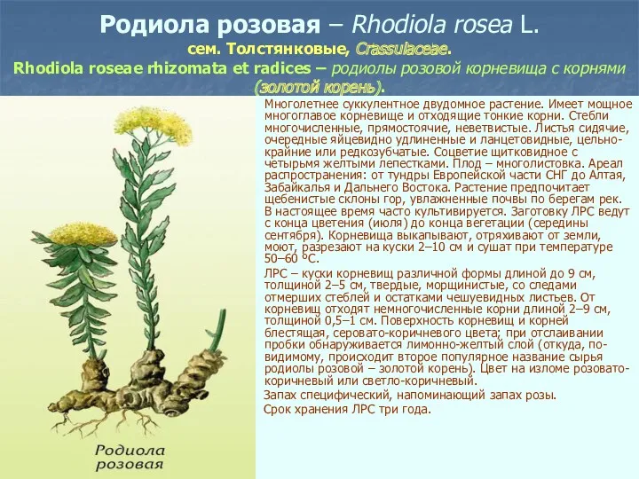 Родиола розовая – Rhodiola rosea L. сем. Толстянковые, Crassulaceae. Rhodiola