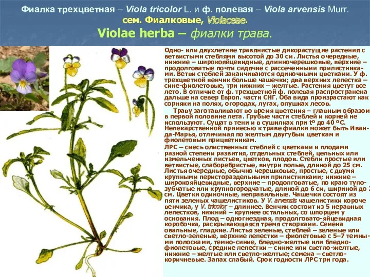 Фиалка трехцветная – Viola tricolor L. и ф. полевая –