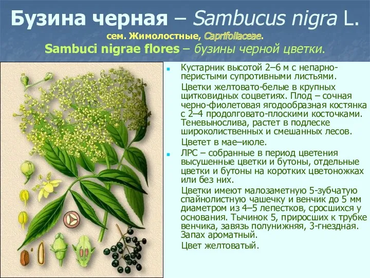 Бузина черная – Sambucus nigra L. сем. Жимолостные, Caprifoliaceae. Sambuci