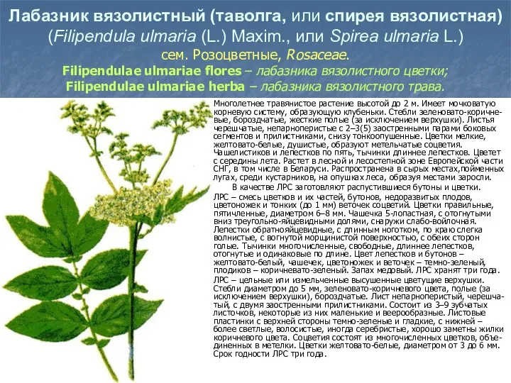 Лабазник вязолистный (таволга, или спирея вязолистная) (Filipendula ulmaria (L.) Maxim.,