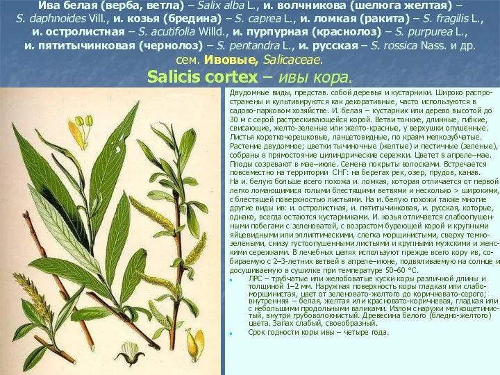 Ива белая (верба, ветла) – Salix alba L., и. волчникова