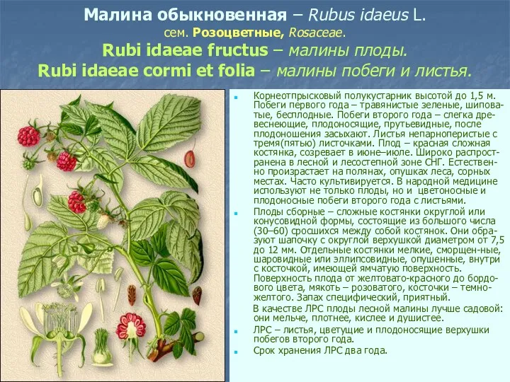 Малина обыкновенная – Rubus idaeus L. сем. Розоцветные, Rosaceae. Rubi