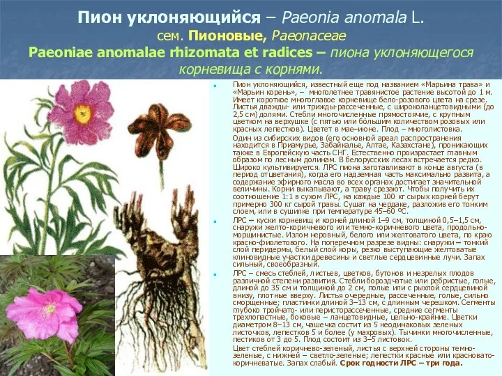 Пион уклоняющийся – Paeonia anomala L. сем. Пионовые, Paeonaceae Paeoniae