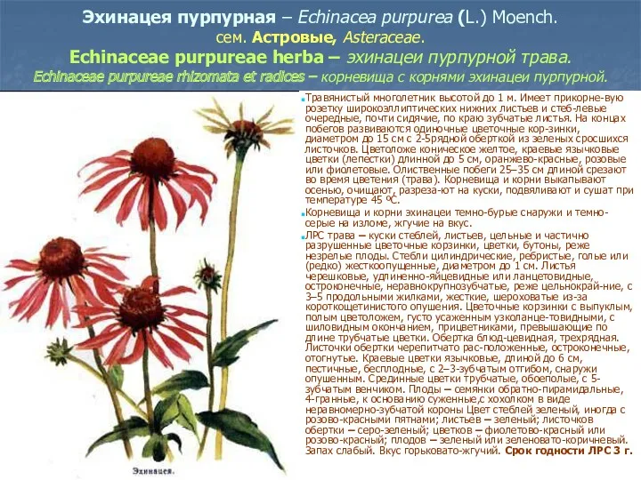 Эхинацея пурпурная – Echinacea purpurea (L.) Moench. сем. Астровые, Asteraceae.