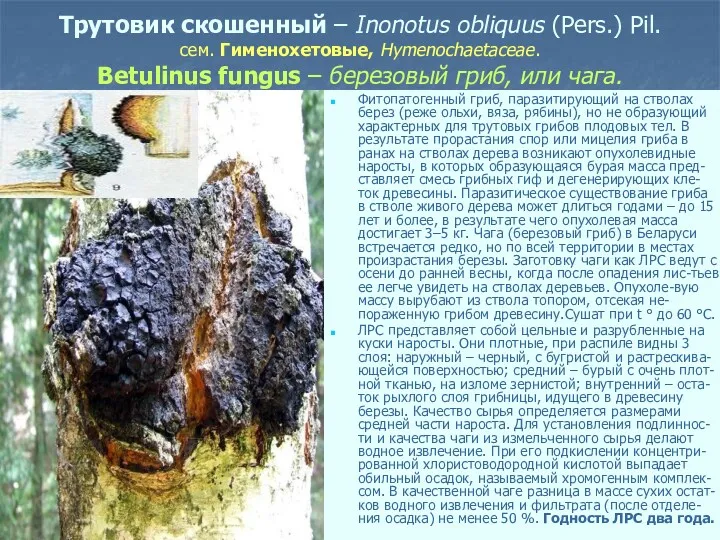 Трутовик скошенный – Inonotus obliquus (Pers.) Pil. сем. Гименохетовые, Hymenochaetaceae.