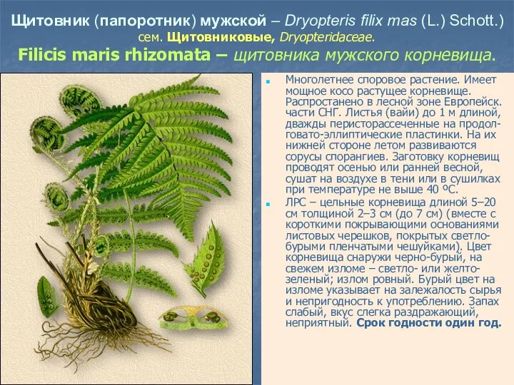 Щитовник (папоротник) мужской – Dryopteris filix mas (L.) Schott.) сем.