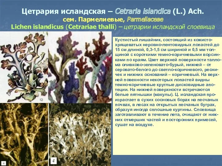 Цетрария исландская – Cetraria islandica (L.) Ach. сем. Пармелиевые, Parmeliaceae