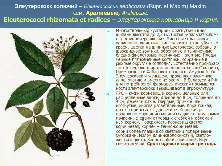 Элеутерококк колючий – Eleuterococcus senticosus (Rupr. et Maxim) Maxim. сем.