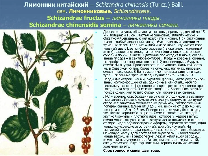 Лимонник китайский – Schizandra chinensis (Turcz.) Baill. сем. Лимонниковые, Schizandraceae.