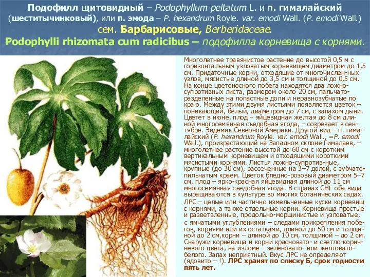 Подофилл щитовидный – Podophyllum peltatum L. и п. гималайский (шеститычинковый),