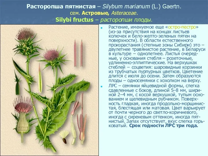 Расторопша пятнистая – Silybum marianum (L.) Gaertn. сем. Астровые, Asteraceae.