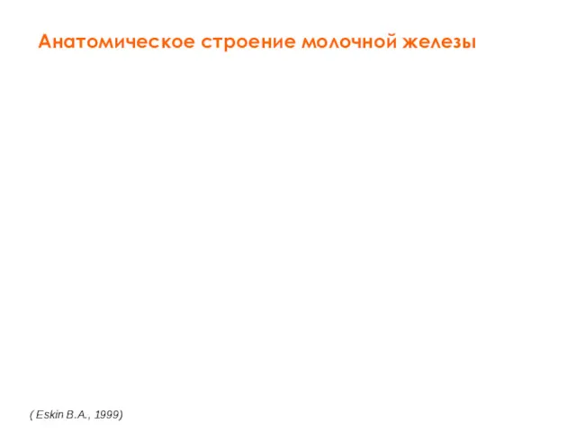 Анатомическое строение молочной железы ( Eskin В.А., 1999)