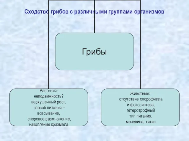 Сходство грибов с различными группами организмов