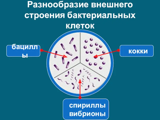 Разнообразие внешнего строения бактериальных клеток