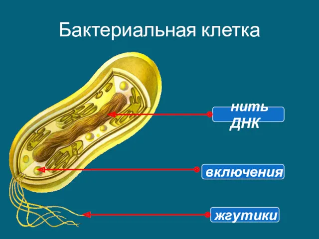 Бактериальная клетка