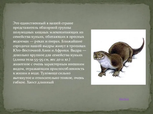 Это единственный в нашей стране представитель обширной группы полуводных хищных