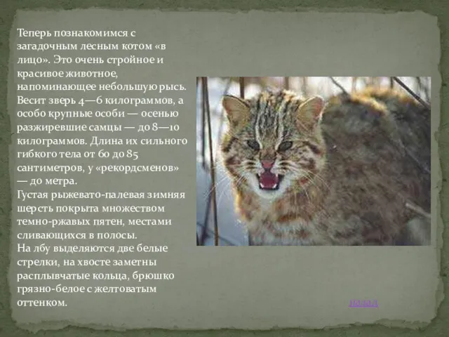 Теперь познакомимся с загадочным лесным котом «в лицо». Это очень