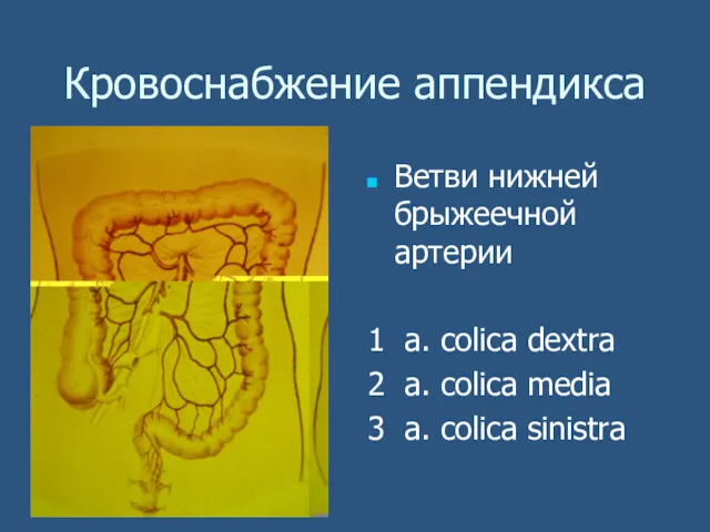 Кровоснабжение аппендикса Ветви нижней брыжеечной артерии 1 а. сolica dextra