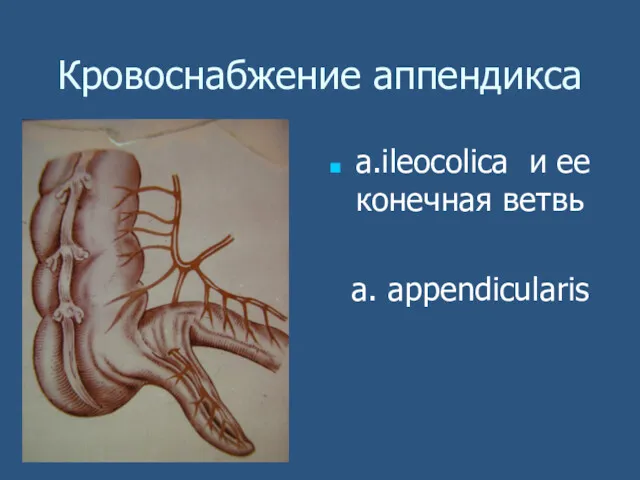 Кровоснабжение аппендикса а.ileocolica и ее конечная ветвь a. appendicularis