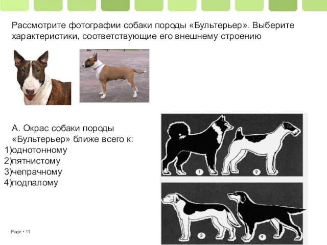 Рассмотрите фотографии собаки породы «Бультерьер». Выберите характеристики, соответствующие его внешнему