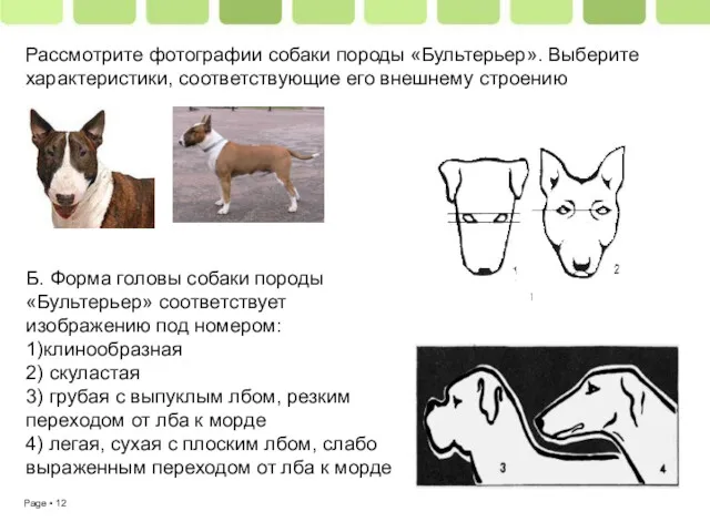 Рассмотрите фотографии собаки породы «Бультерьер». Выберите характеристики, соответствующие его внешнему