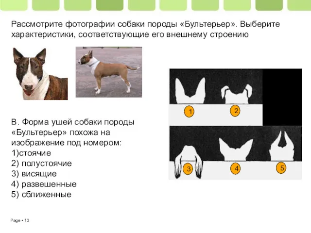 Рассмотрите фотографии собаки породы «Бультерьер». Выберите характеристики, соответствующие его внешнему