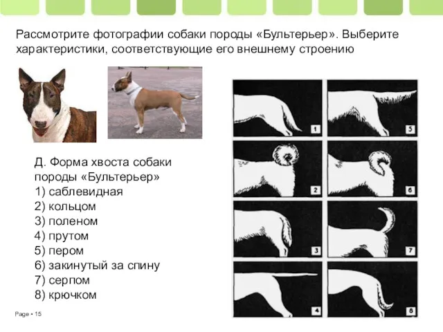 Рассмотрите фотографии собаки породы «Бультерьер». Выберите характеристики, соответствующие его внешнему