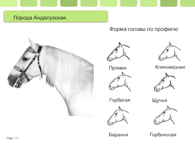 Порода Андалузская. Форма головы по профилю Баранья Прямая Щучья Клиновидная Горбатая Горбоносая