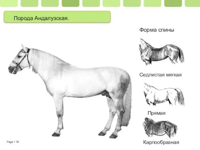 Порода Андалузская. Форма спины Седлистая мягкая Прямая Карпообразная