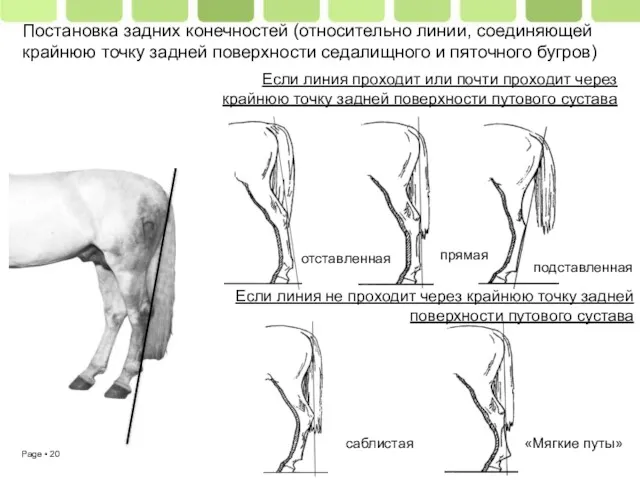 Постановка задних конечностей (относительно линии, соединяющей крайнюю точку задней поверхности