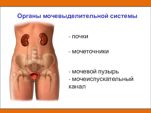 - почки - мочеточники - мочевой пузырь - мочеиспускательный канал Органы мочевыделительной системы