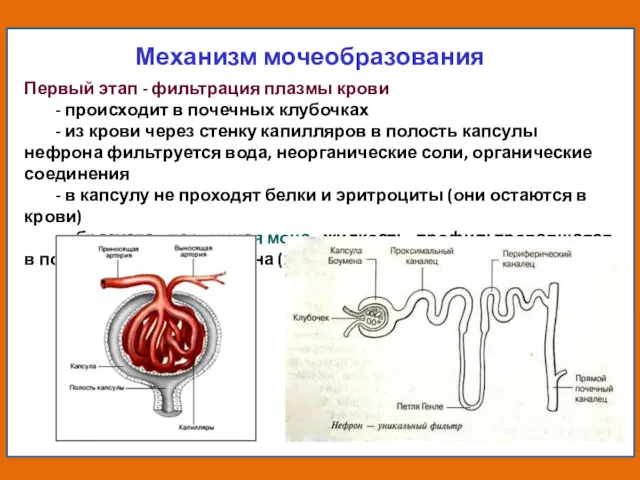 Механизм мочеобразования Первый этап - фильтрация плазмы крови - происходит