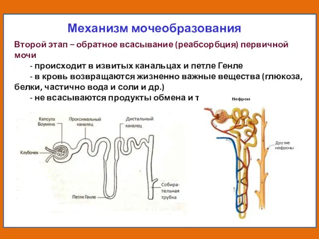 Механизм мочеобразования Второй этап – обратное всасывание (реабсорбция) первичной мочи