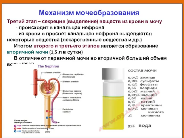 Механизм мочеобразования Третий этап – секреция (выделение) веществ из крови