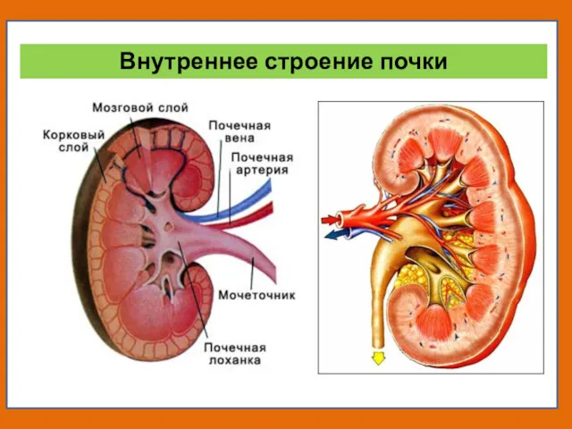 Внутреннее строение почки