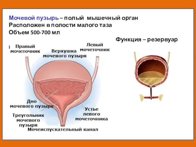 Мочевой пузырь – полый мышечный орган Расположен в полости малого