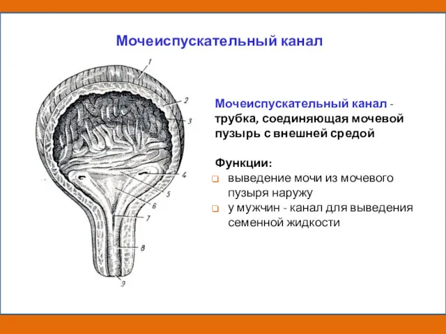 Мочеиспускательный канал - трубка, соединяющая мочевой пузырь с внешней средой